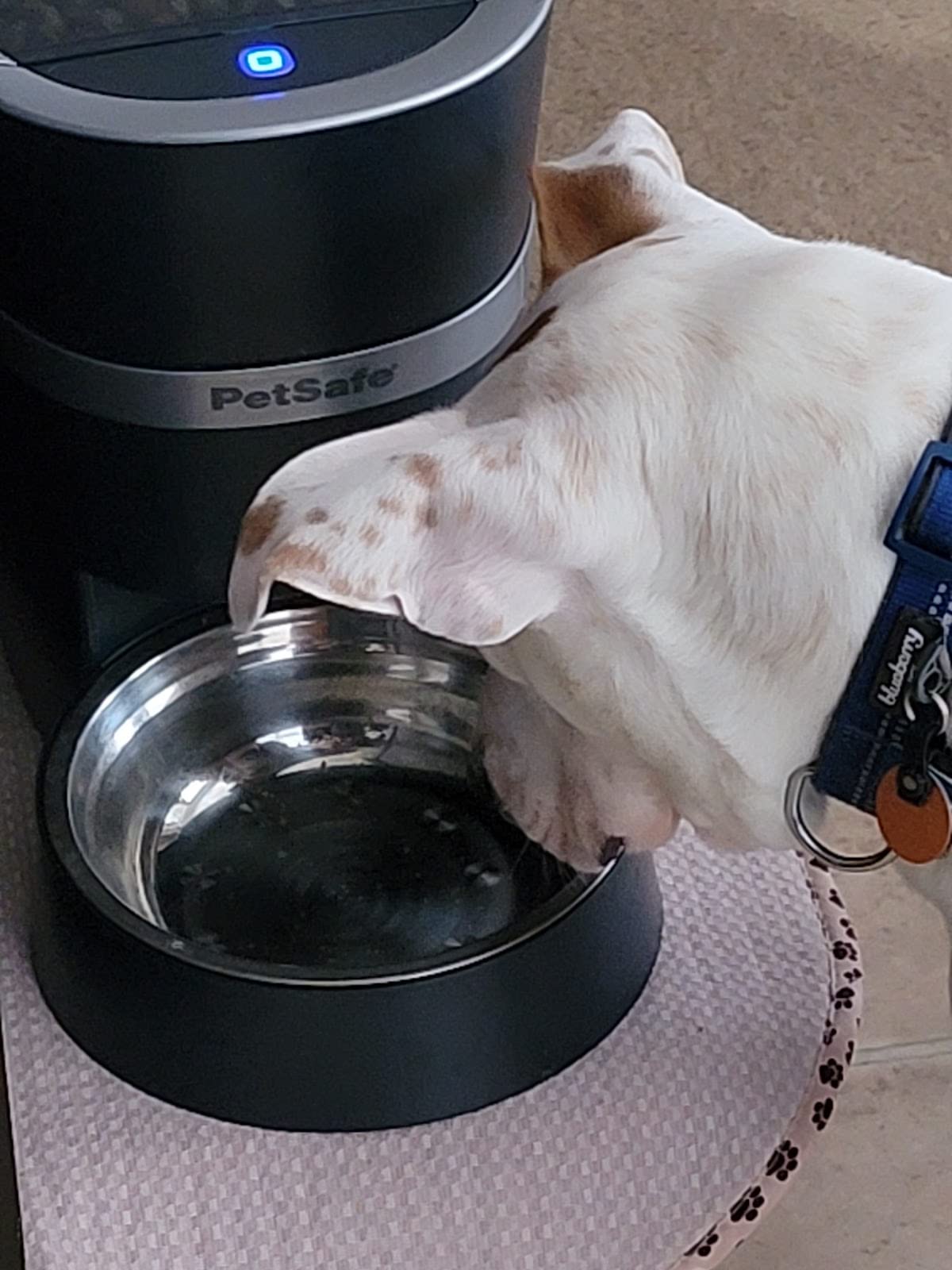 PetSafe Smart Feed - Electronic Pet Feeder for Cats & Dogs - 6L/24 Cup Capacity - Programmable Mealtimes - Alexa, Apple & Android Compatible - Backup Batteries Ensure Meal Delivery During Power Outage - Customer Photo 1