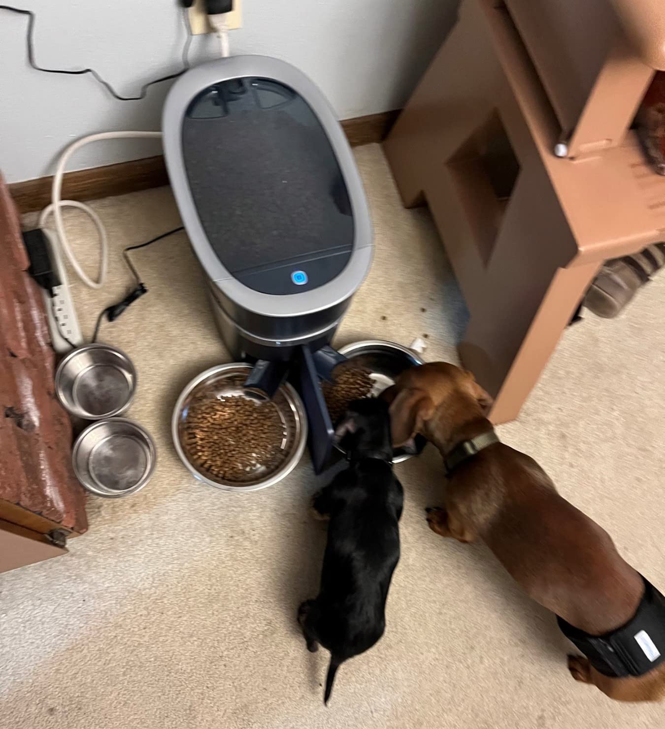 PetSafe Smart Feed - Electronic Pet Feeder for Cats & Dogs - 6L/24 Cup Capacity - Programmable Mealtimes - Alexa, Apple & Android Compatible - Backup Batteries Ensure Meal Delivery During Power Outage - Customer Photo 2