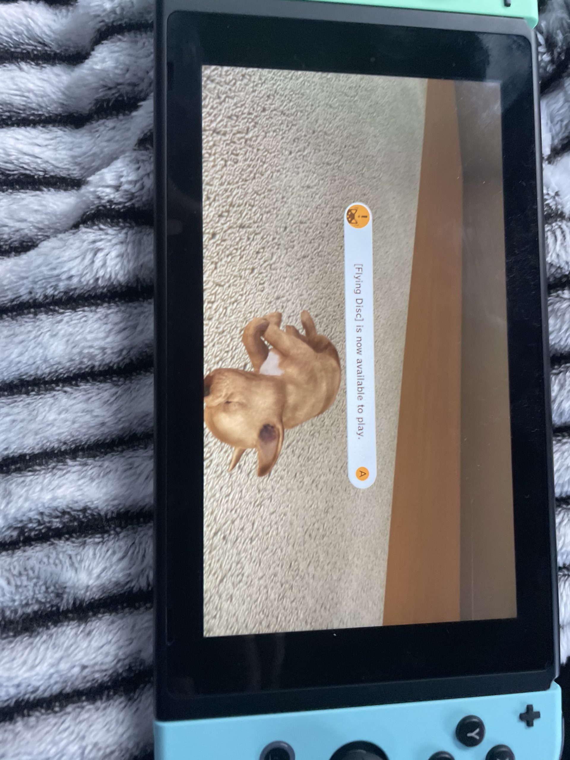 Little Friends: Dogs & Cats - Nintendo Switch - Customer Photo 5