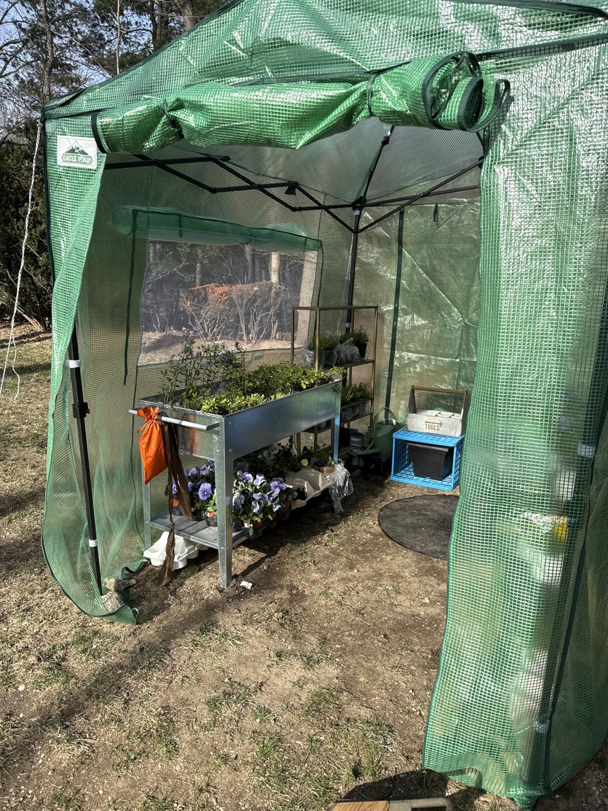EAGLE PEAK 8x6 Portable Walk in Greenhouse, Pop Up Indoor Outdoor Greenhouse, Green House Kit with Zippered Roll-Up Doors and Windows, PE Cover, Clear/Green customer photo 1