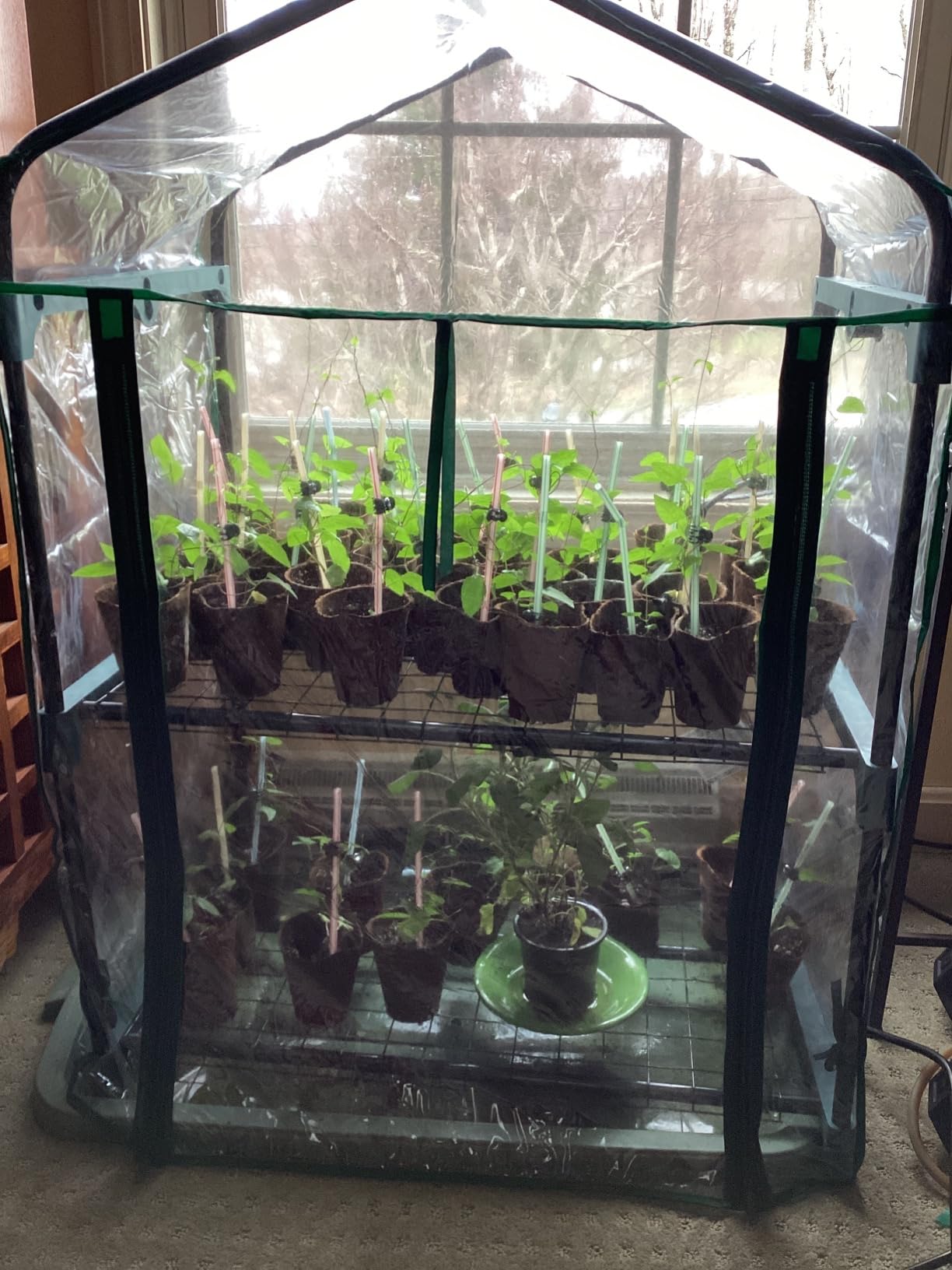 Sunnydaze Outdoor Portable 2-Tier Mini Greenhouse with Roll-up Zippered Door and Steel Wire Shelves - Clear - Customer Photo 1