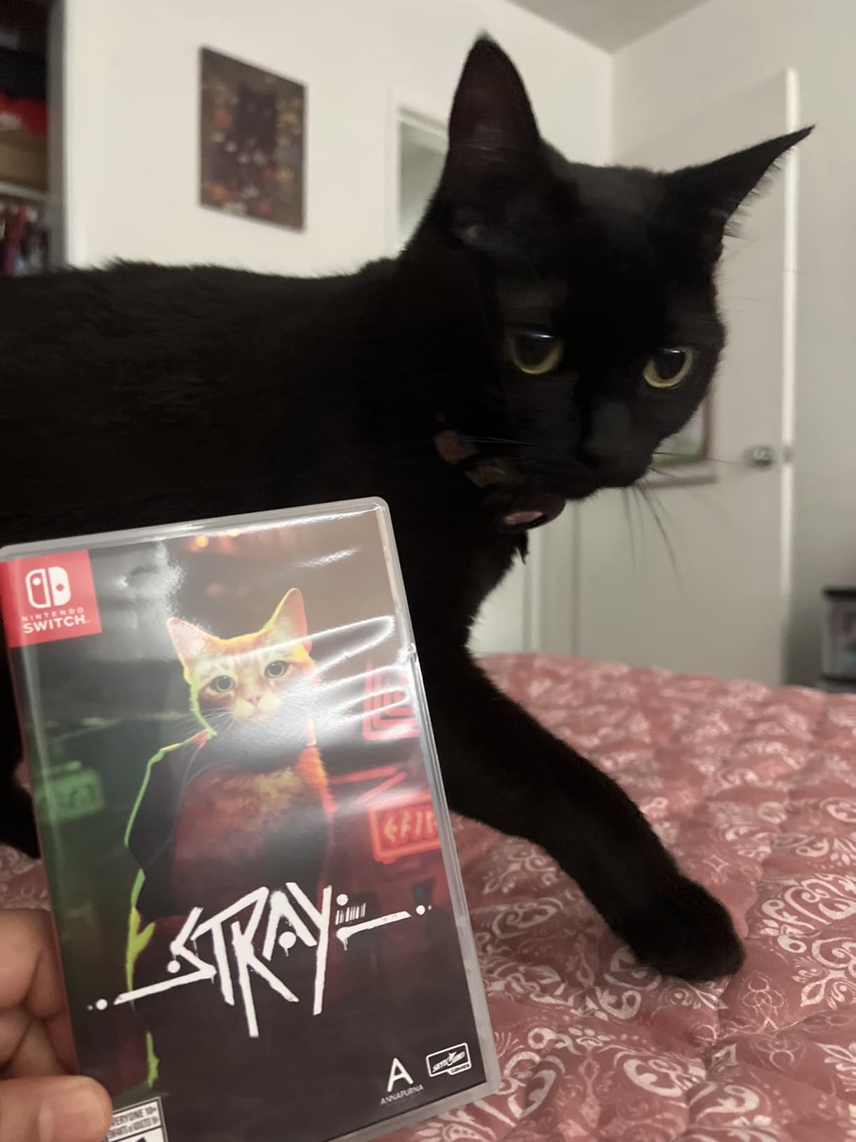 Stray - Nintendo Switch - Customer Photo 2