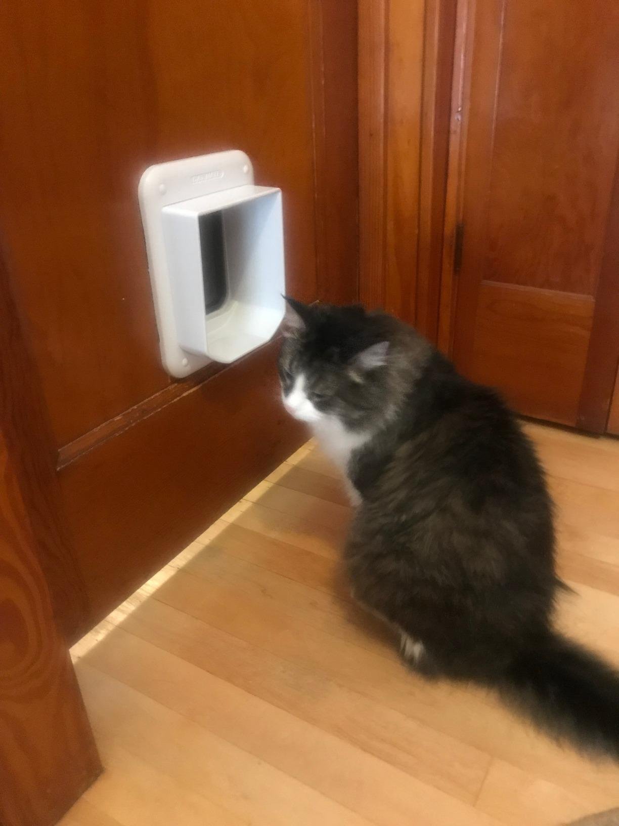 Cat Mate Microchip Activated Cat Flap (360) - ISO and AVID Compatible, Entry Control of up to 30 Cats or Small Dogs customer photo 1