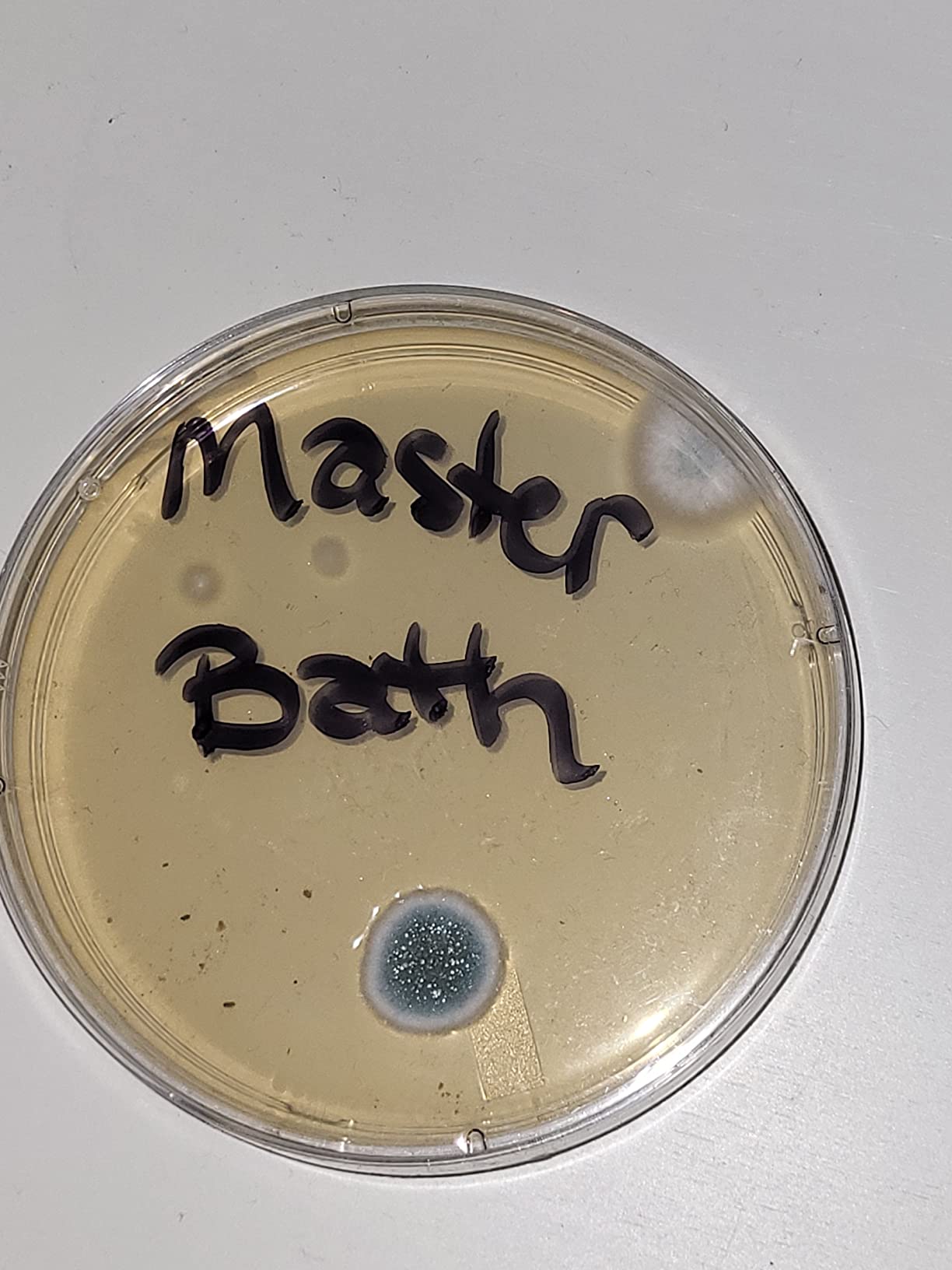 Evviva Sciences Mold Test Kit for Home - 10 Easy Detection Tests w/Optional Lab Analysis (Extra Fee), Test HVAC System, Surfaces, & Indoor Air Quality Testing Kit - Downloadable Mold Information Guide customer photo 1