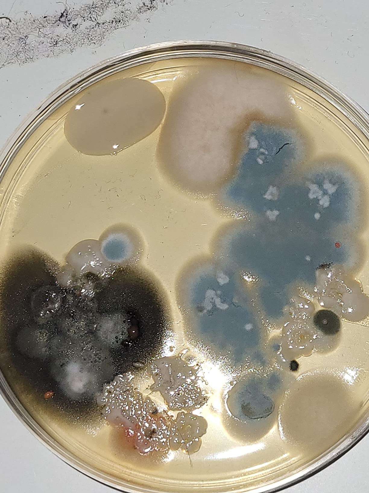 Evviva Sciences Mold Test Kit for Home - 10 Easy Detection Tests w/Optional Lab Analysis (Extra Fee), Test HVAC System, Surfaces, & Indoor Air Quality Testing Kit - Downloadable Mold Information Guide customer photo 2