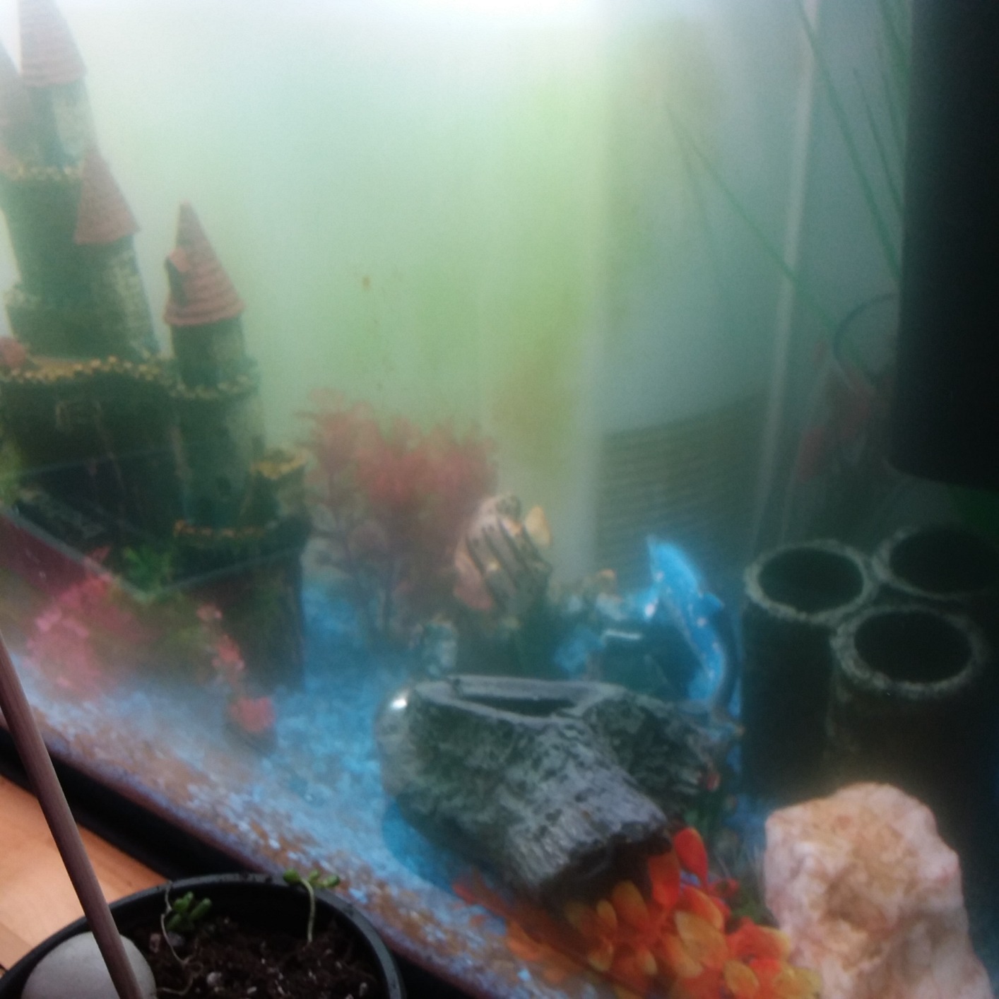 Fluval Flex 32.5 Marine Salt Water Aquarium Kit - Fish Tank for Fish, Coral & More - Comes with LED Lights, Filtration System & More - 32.5 Gal. customer photo 2