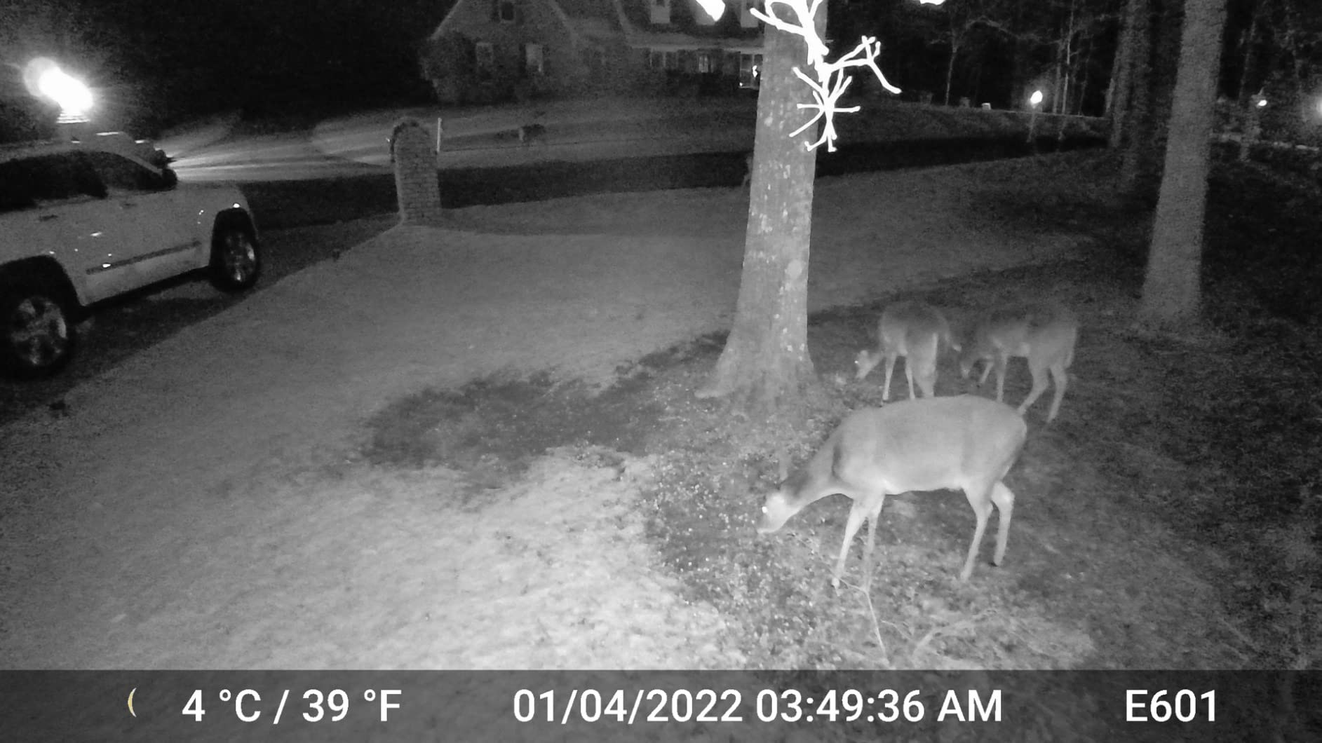 GardePro E6 WiFi Trail Camera, Stable WiFi with External Antenna | On-Site App Viewing, HD Video with Sound, No-Glow Night Vision, Motion Activated, Non-Cellular customer photo 1