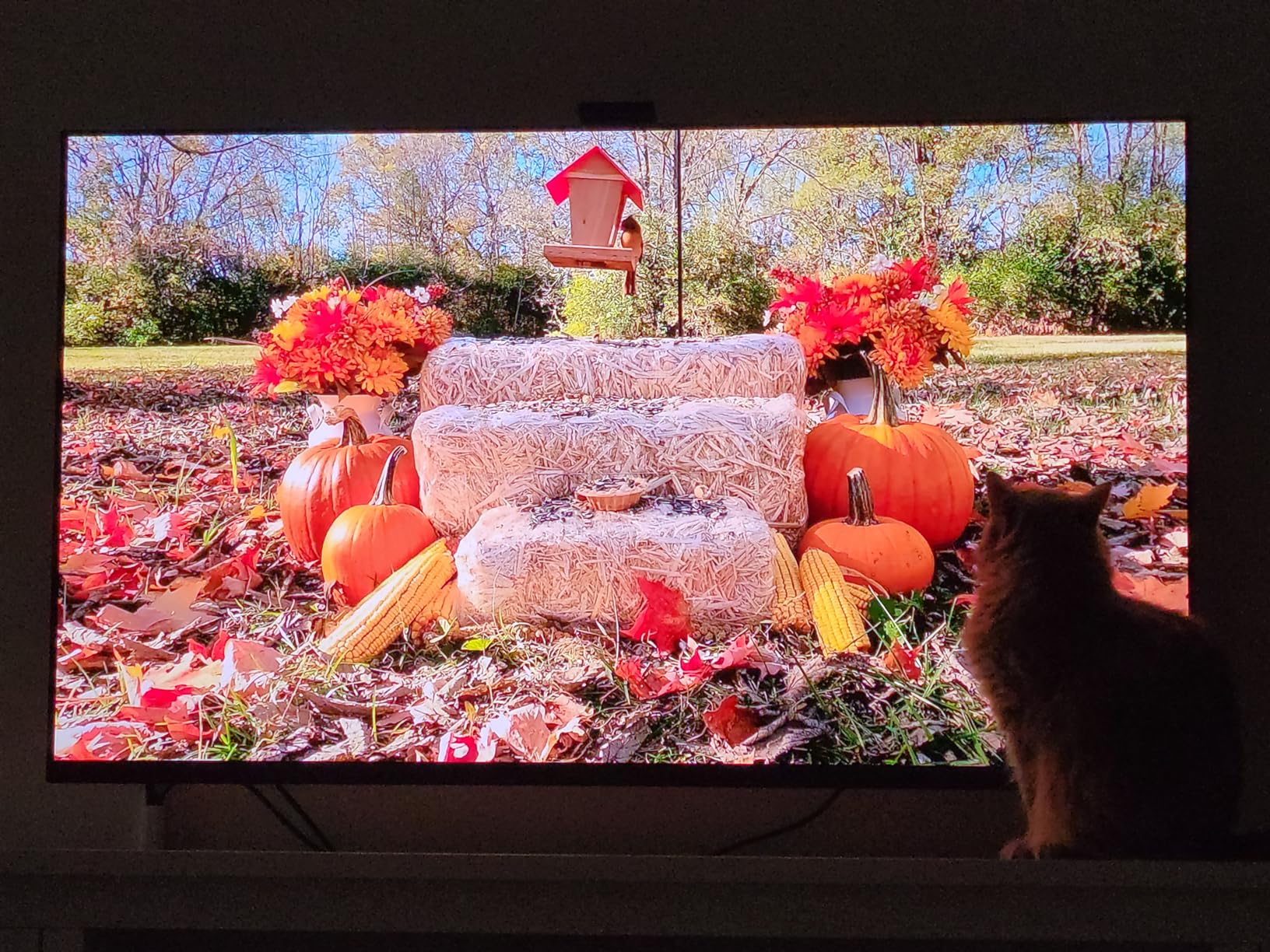 65 Inch 4K Ultra HD TV A95K Series: BRAVIA XR QD-OLED Smart Google TV with Dolby Vision HDR, Exclusive Features for Playstation 5 (2022) customer photo 1