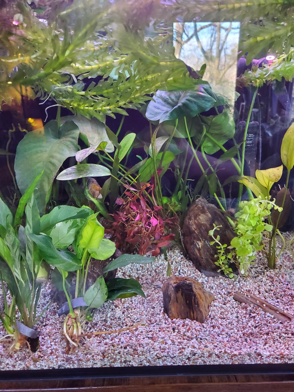 Innovative Marine Starter Kit Aquariums (15 Gallon Cube) customer photo 2