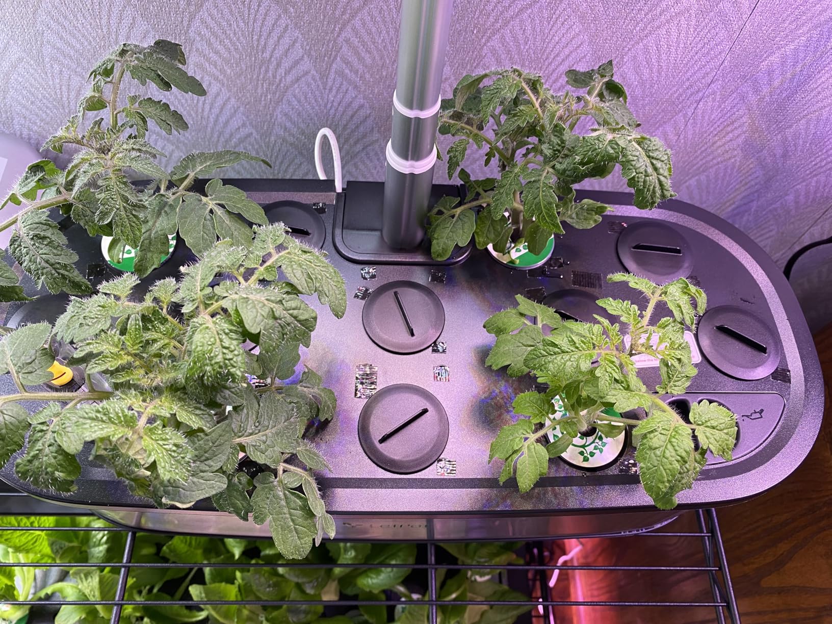 LetPot LPH-Max Hydroponics Growing System Kit, 21 Pods APP & WiFi Automatic Controlled Smart Indoor Garden with 36W LED Grow Light, Auto Drip Irrigation Kits customer photo 1
