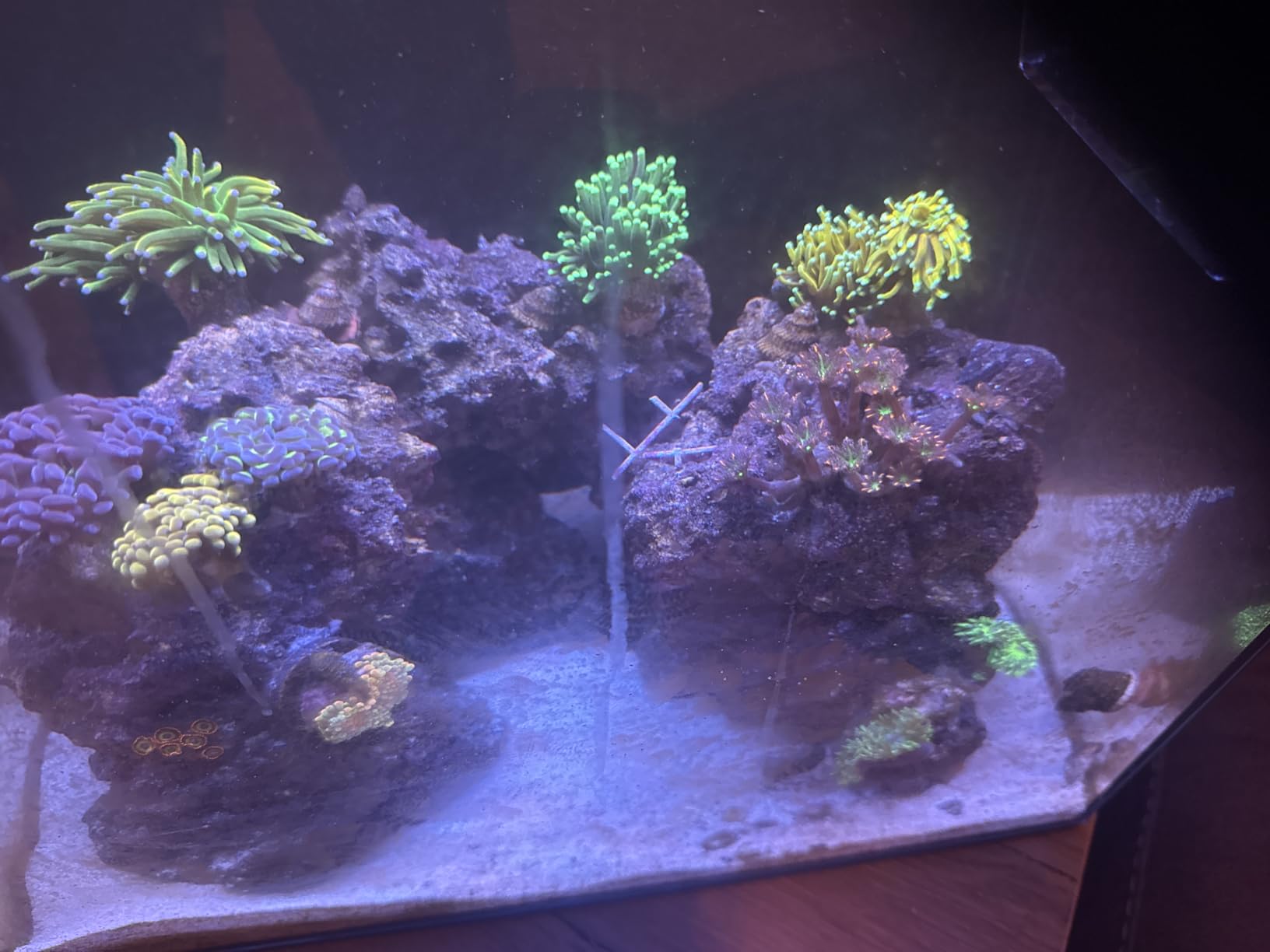 HelloReef 15 Gallon Beginner Clownfish Saltwater Aquarium Kit with App Controlled Smart LED Lighting, Filtration, Decor, and Setup Guide customer photo 2