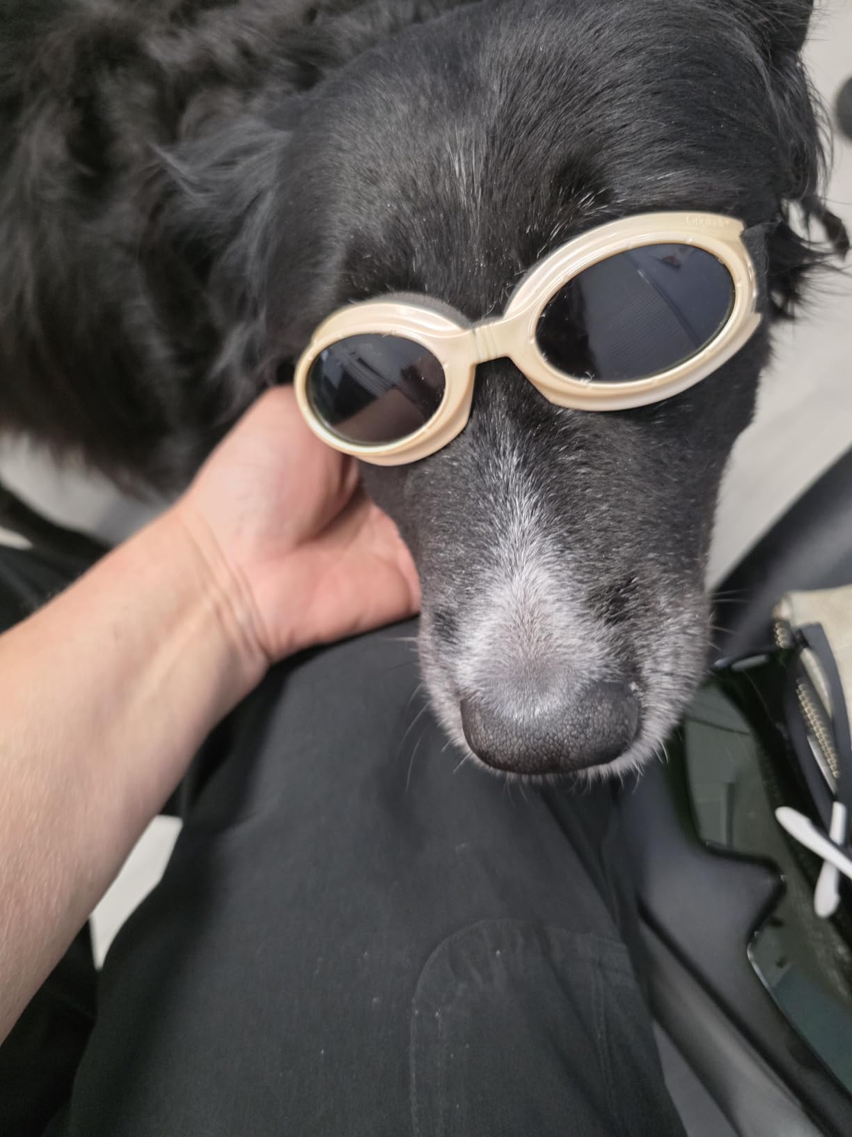 16*650nm & 8*808nm Cold Laser Therapy Device for Dog Cat, 5200mAh Portable Near Red Light Laser Therapy with Protective Cover, Puppy LLLT Pet Treatment Machine for Muscle Pain Relief & Improve Healing customer photo 1