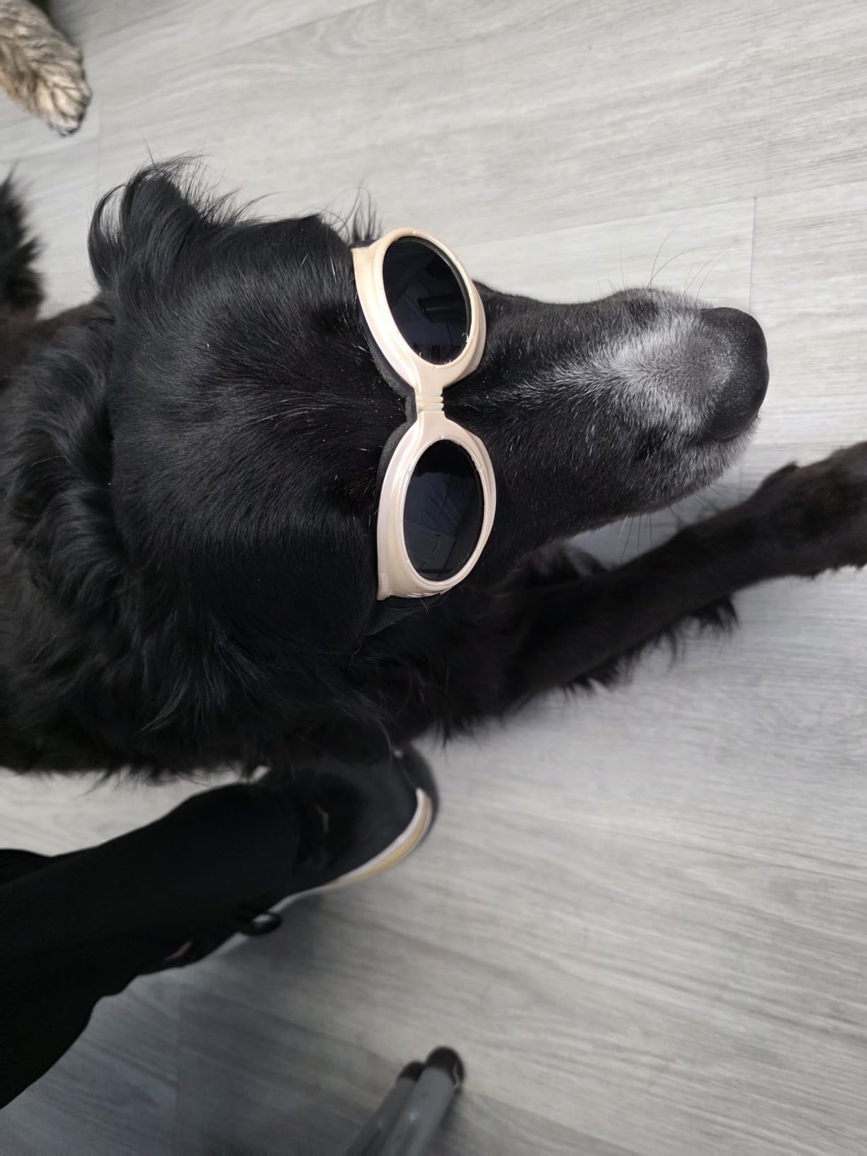 16*650nm & 8*808nm Cold Laser Therapy Device for Dog Cat, 5200mAh Portable Near Red Light Laser Therapy with Protective Cover, Puppy LLLT Pet Treatment Machine for Muscle Pain Relief & Improve Healing customer photo 2