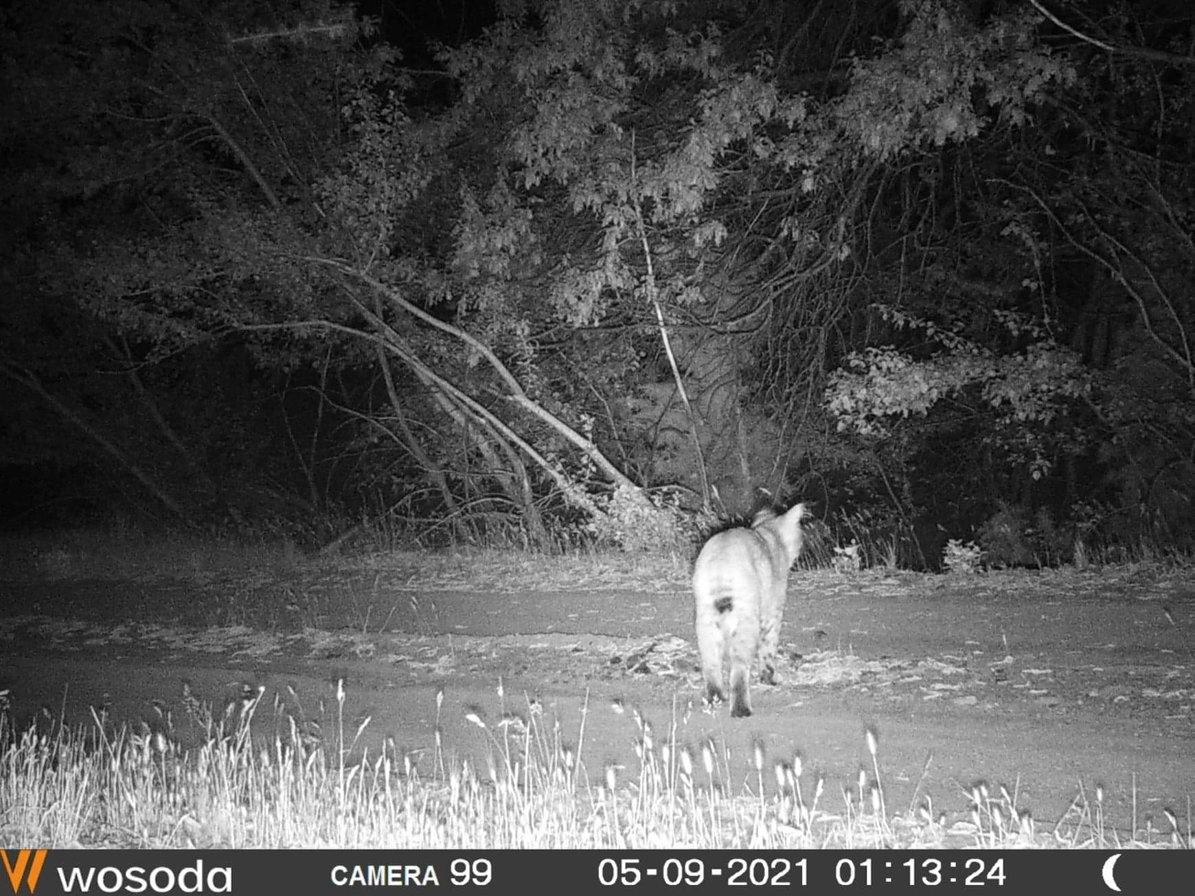 WOSODA 2 Pack Trail Cameras with Night Vision Motion Activated Waterproof,48MP Game Camera,1080P HD Trail Cam with SD Card for Wildlife Monitoring,Outdoor Scouting & Security(Non-WiFi) customer photo 1