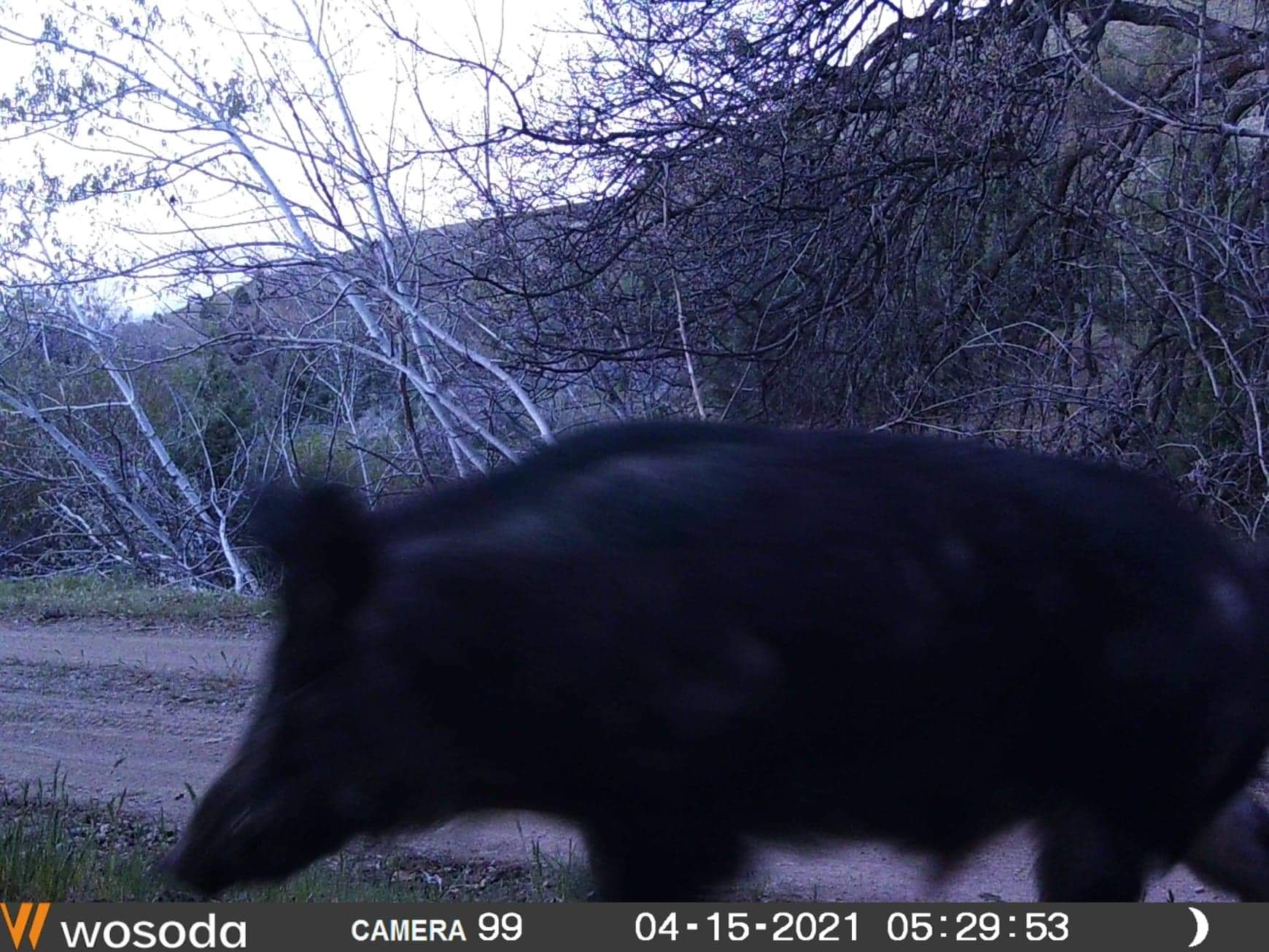 WOSODA 2 Pack Trail Cameras with Night Vision Motion Activated Waterproof,48MP Game Camera,1080P HD Trail Cam with SD Card for Wildlife Monitoring,Outdoor Scouting & Security(Non-WiFi) customer photo 2