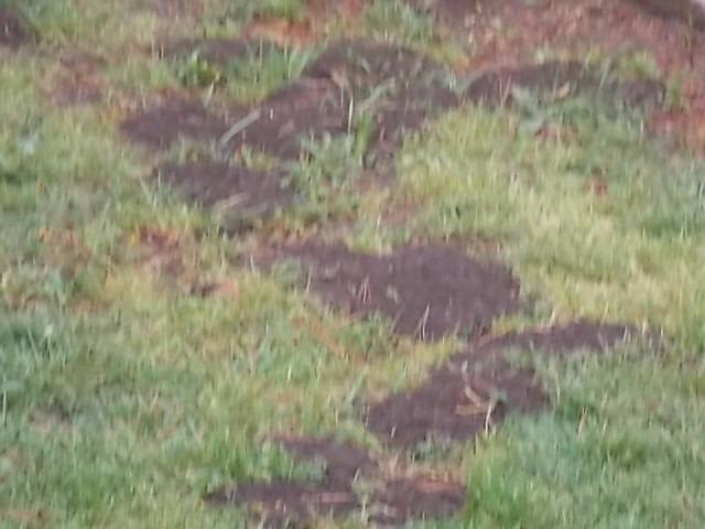Chase Mole & Gopher Repellant 6 Lbs. customer photo 2