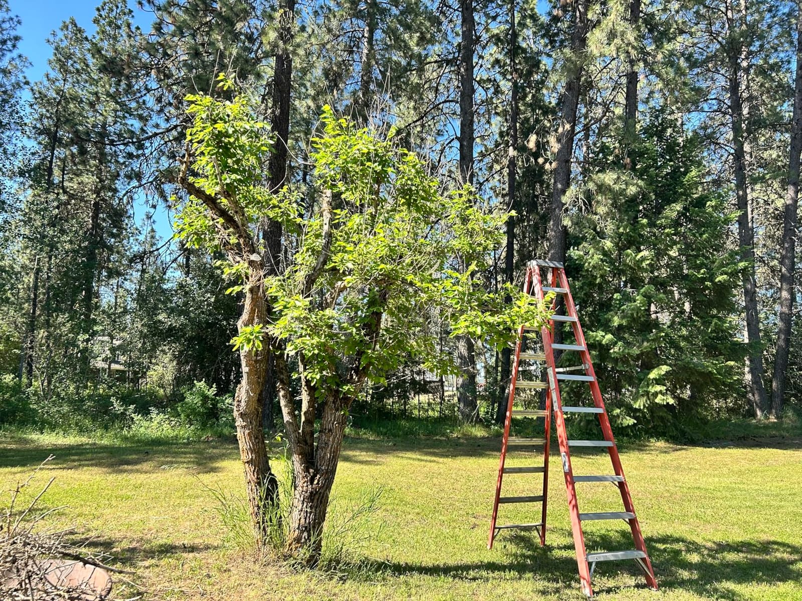 Hickok Heavy Duty Loppers for Tree Trimming – 36