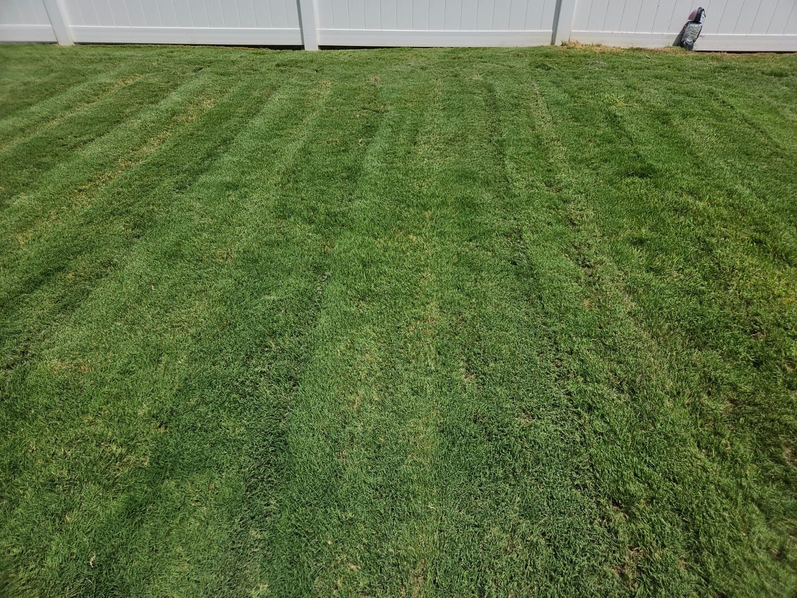 I Must Garden Mole & Vole Repellent: Professional Strength - Natural - 10lb customer photo 1