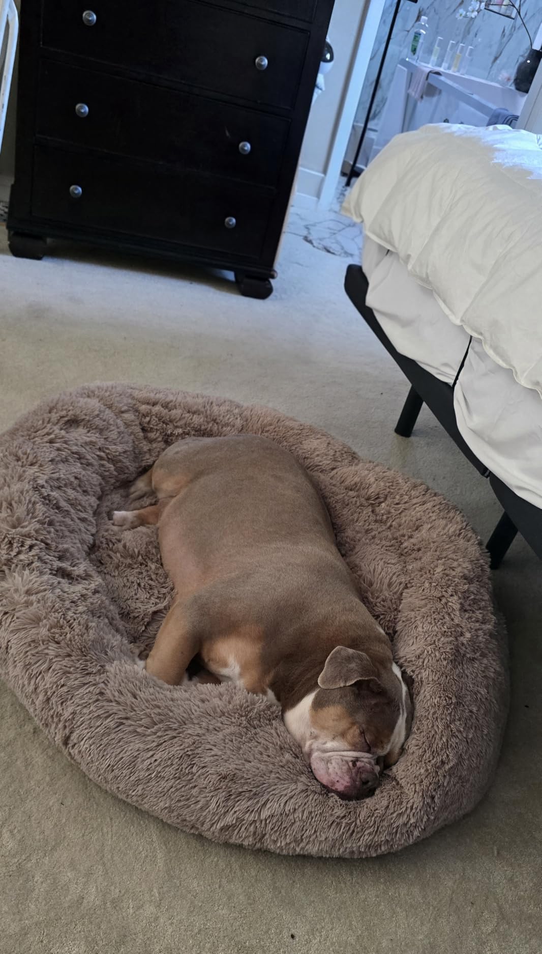 Bedsure Calming Small Dog Bed Donut Washable Cat＆Puppy Bed,23 inches Camel customer photo 2
