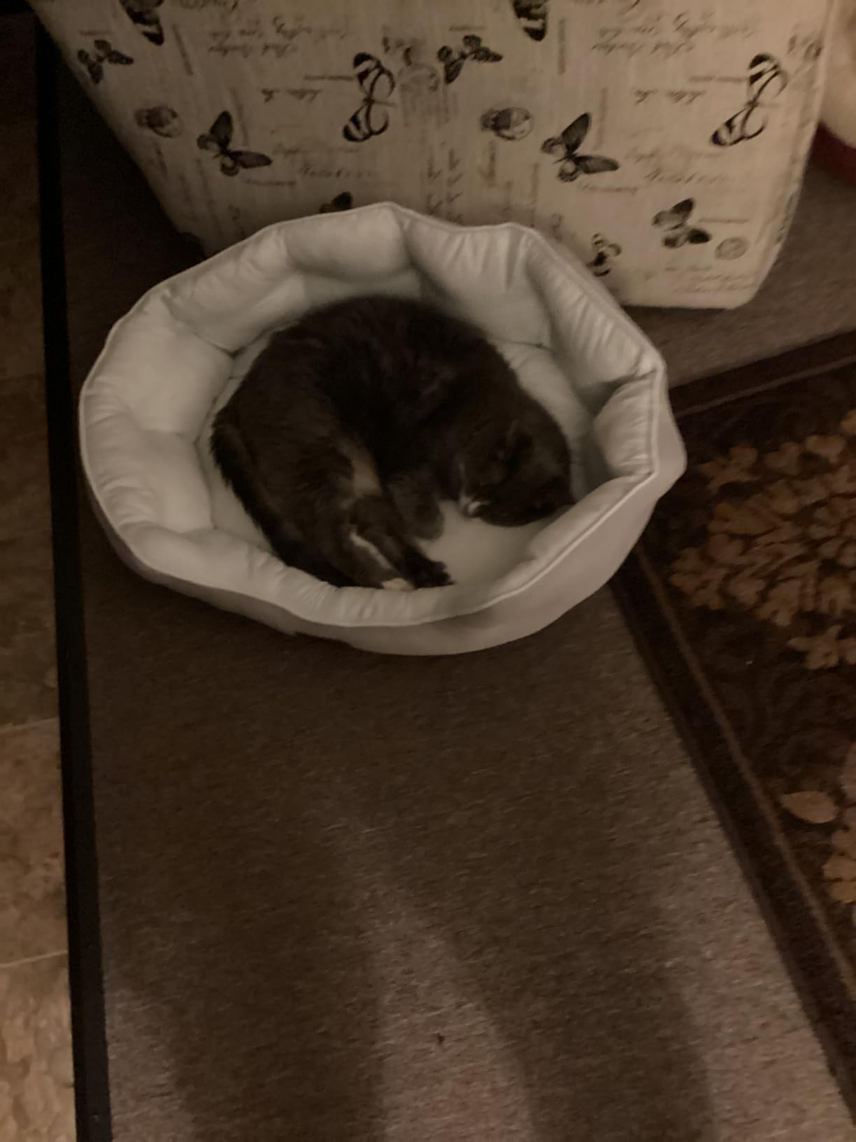 Bedsure Small Dog Bed Washable,Round Cat Beds for Indoor Cats,20in Camel customer photo 2