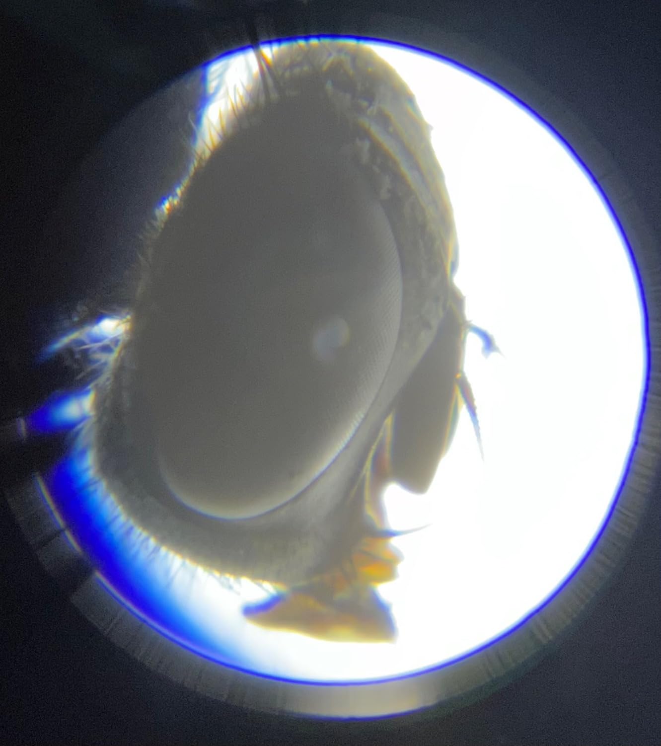 National Geographic Microscope for Kids with Up to 400x Magnification customer photo 1