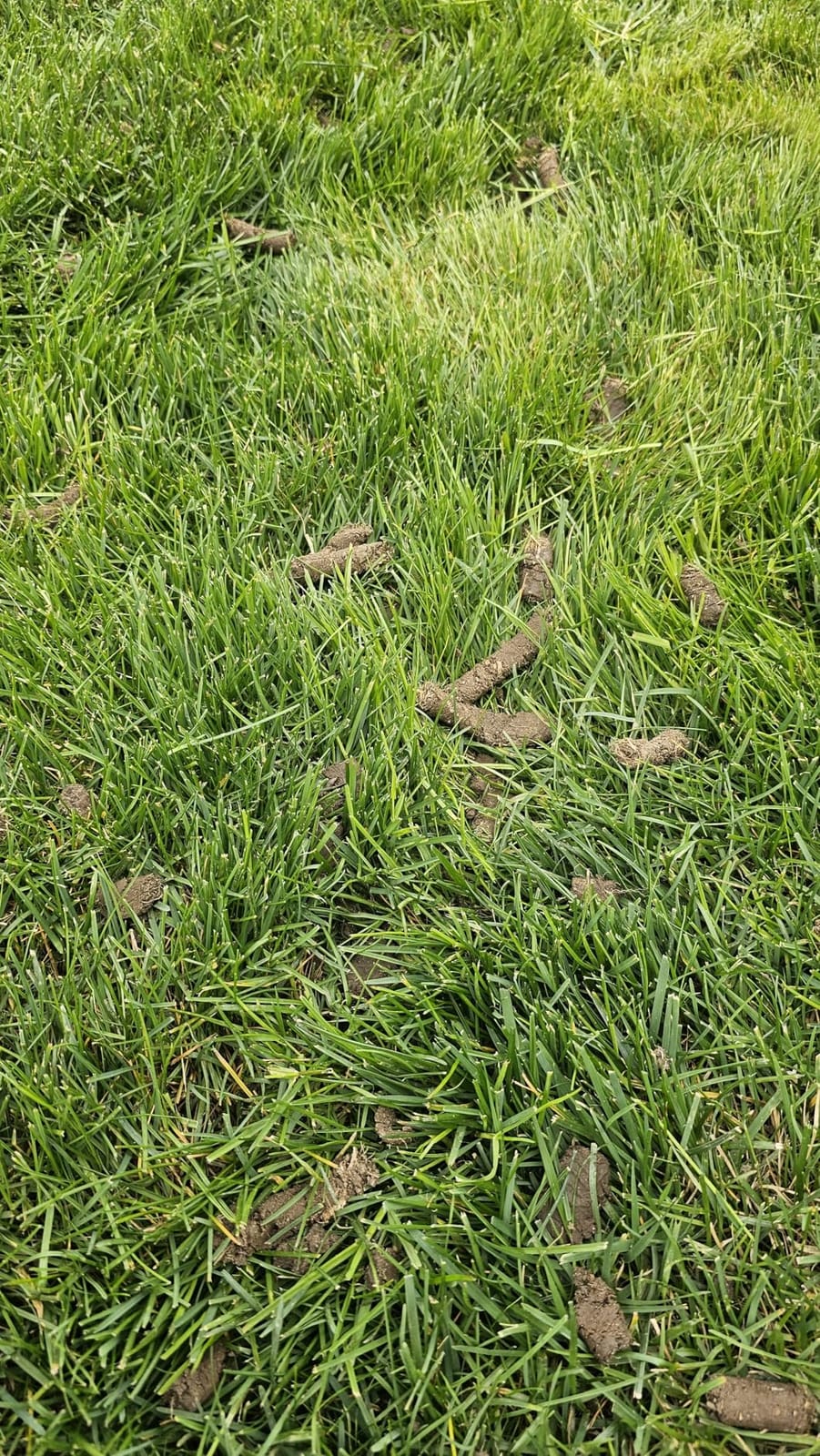 Patented Rolling Lawn Aerator Manual Coring Tool Compacted Soil Loosening customer photo 1