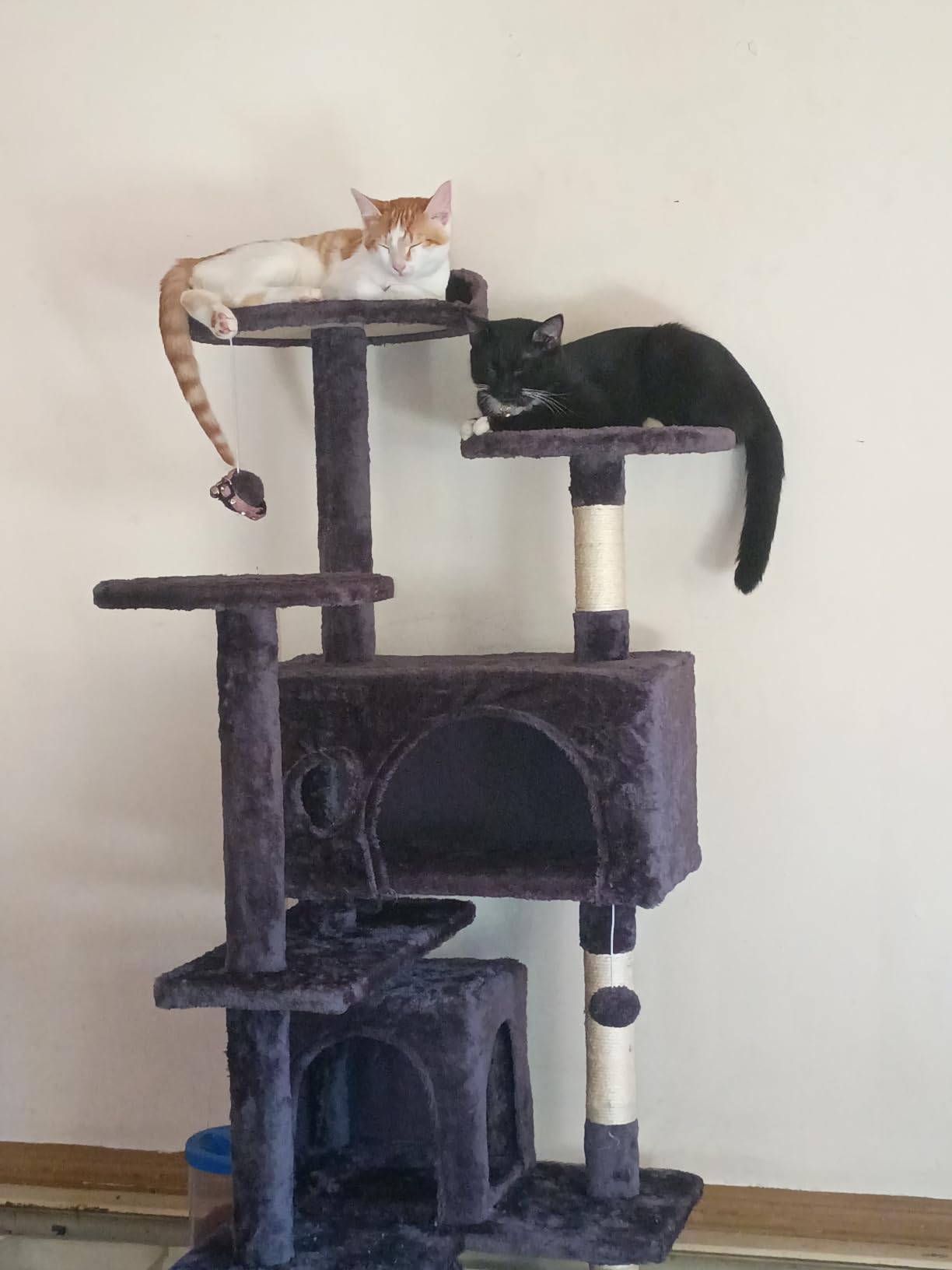 BestPet | 54